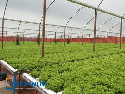 Feasibility Study of Establishing Greenhouse Complex For Growing Plants, Vegetables and Flowers with aim of Export